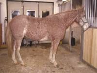 Sideview of Curly Horse