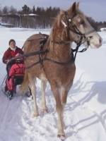 Curly jHorse with sleigh