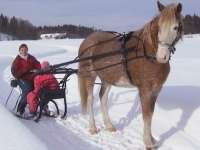 Curly Horse with sleigh