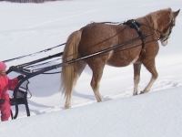 Curly Horse with sleigh