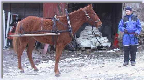 Curly Horse with harness and loose shafts