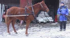 Curly Horse with harness and loose shafts
