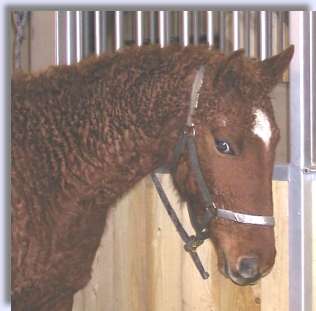 Head and neck of Curly Horse