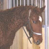 Head and neck of Curly Horse