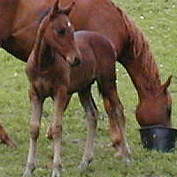 Sassey Lady  with Texas Dream