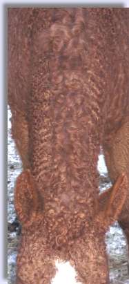 Close up view of curly mane