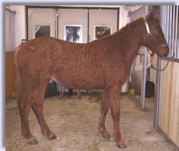 Sidewiev of Curly Horse