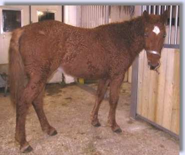 Sidewiev of Curly Horse