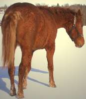 Curly Horse standing on a snow covered field