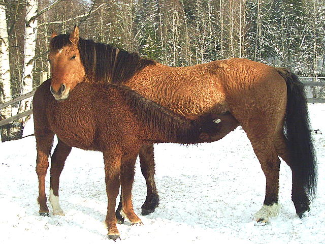 Bilde av Windy og Shadow