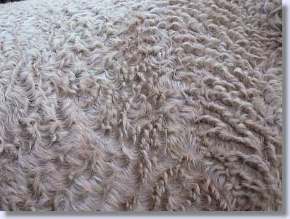 Close up view of curly coat
