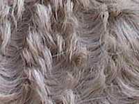 Close up view of curly coat