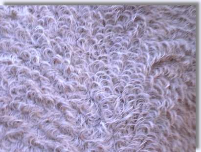 Close up view of curly coat