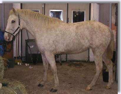 Curly Horse viewed from the side
