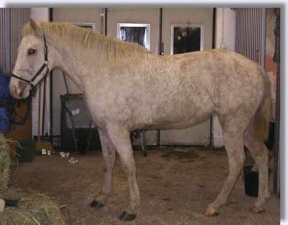 Curly Horse viewed from the side