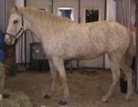 Curly Horse wieved from the side