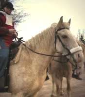 Curly Horse with rider