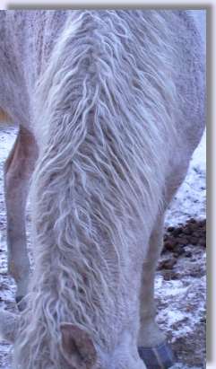 Close up of curly mane