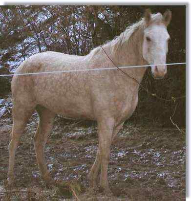 Curly Horse in paddock