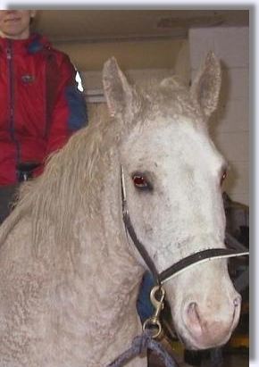 Woman sitting on Curly Horse