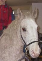 Woman sitting on Curly Horse