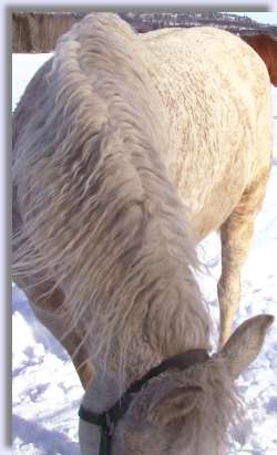 Close up of curly mane