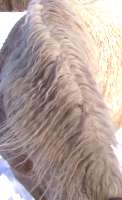 Closeup of curly split mane