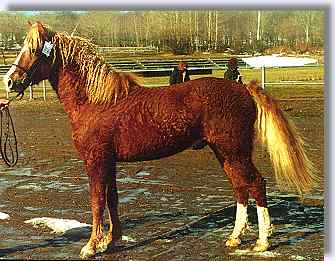 TEOC Stormy Charmer at stallion approval in 1994