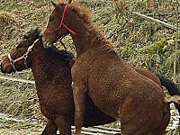 Texas and Wyoming mock fighting