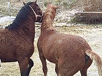 Texas and Wyoming mock fighting