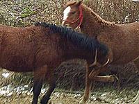 Texas and Wyoming mock fighting