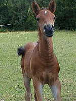 Texas Dream 16 days old