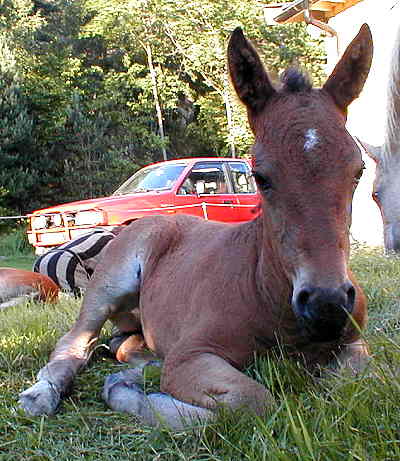 Texas Dream18 days old