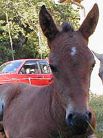 Texas Dream 18 days old