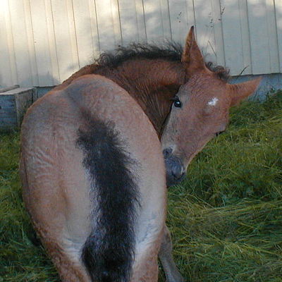 Texas 18 days old