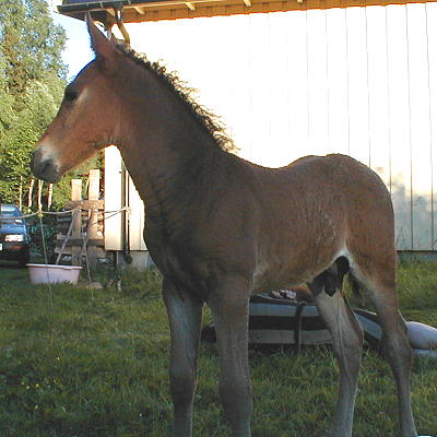 Texas Dream18 days old