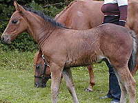 Texas Dream 6 weeks old