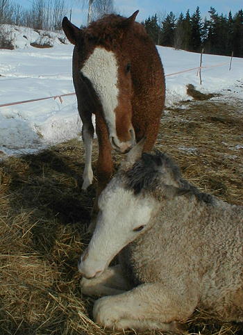 Wyoming Dream and Colorado Dream 8 months old