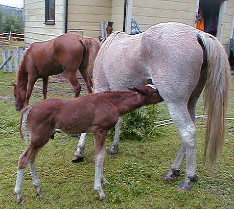 Wyoming Dream 2 weeks old