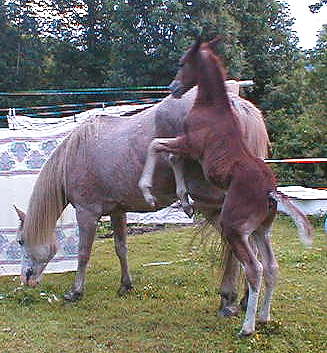 Wyoming Dream 2 weeks old