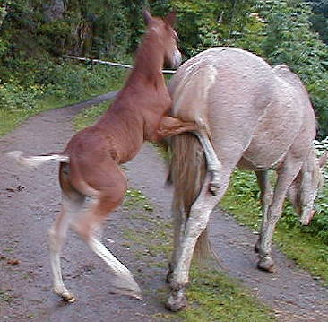 Wyoming Dream 2 weeks old