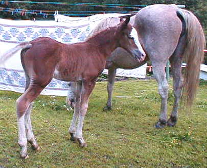 Wyoming Dream 2 weeks old