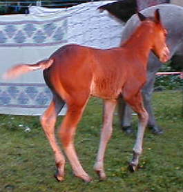 Wyoming Dream 2 weeks old