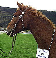Wyoming Dream at young stock inspection 2005