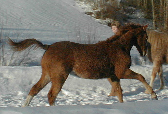 Wyoming Dream 8 months old