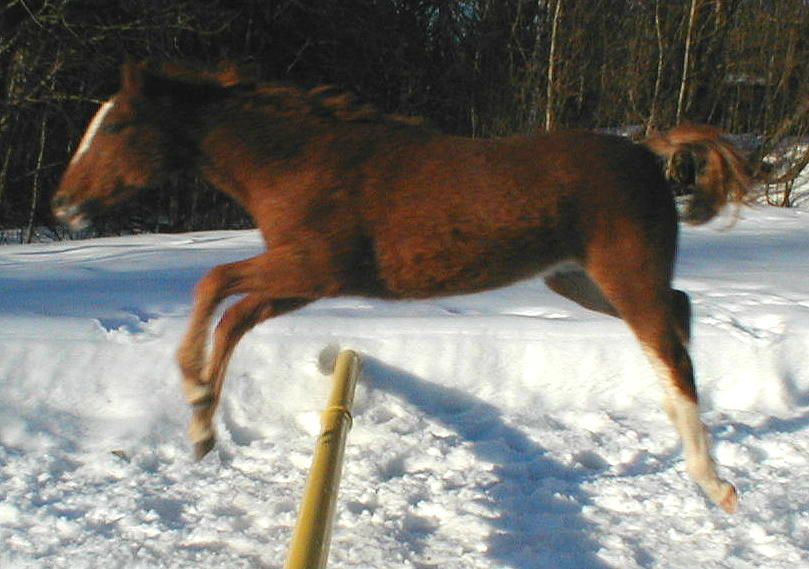 Wyoming Dream 8 months old