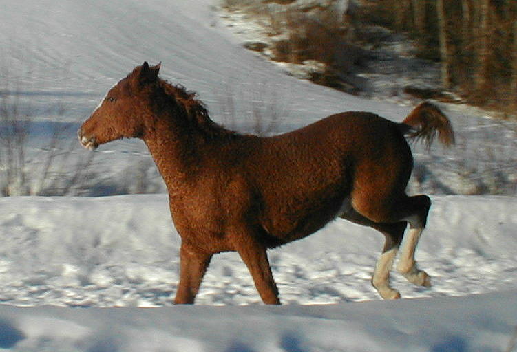 Wyoming Dream 8 months old