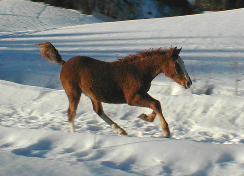 Wyoming Dream 8 months old