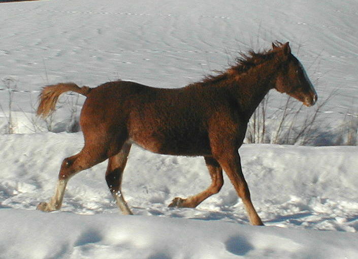 Wyoming Dream 8 months old