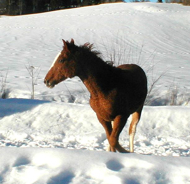 Wyoming Dream 8 months old